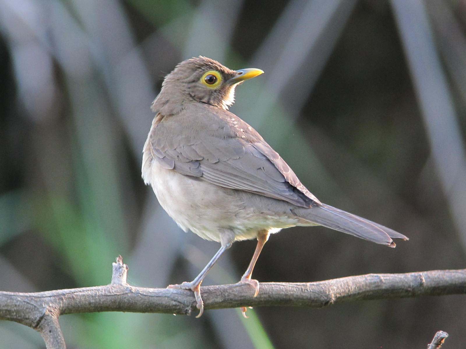 image Spectacled Thrush